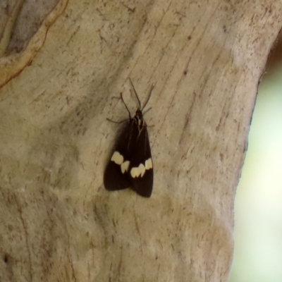 Nyctemera amicus (Senecio Moth, Magpie Moth, Cineraria Moth) at Paddys River, ACT - 31 Jan 2021 by RodDeb