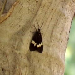 Nyctemera amicus at Paddys River, ACT - 31 Jan 2021 01:20 PM