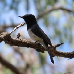 Myiagra rubecula (Leaden Flycatcher) at Paddys River, ACT - 31 Jan 2021 by RodDeb