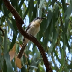 Myiagra rubecula at Paddys River, ACT - 31 Jan 2021