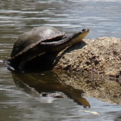 Chelodina longicollis (Eastern Long-necked Turtle) at Paddys River, ACT - 31 Jan 2021 by RodDeb