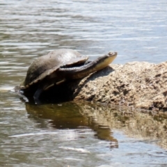 Chelodina longicollis at Paddys River, ACT - 31 Jan 2021 01:52 PM