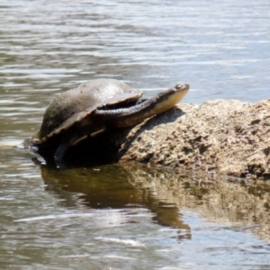 Chelodina longicollis at Paddys River, ACT - 31 Jan 2021