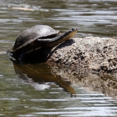 Chelodina longicollis at Paddys River, ACT - 31 Jan 2021 01:52 PM