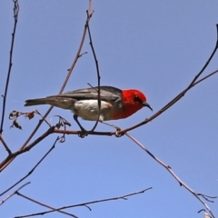 Myzomela sanguinolenta (Scarlet Honeyeater) at Paddys River, ACT - 31 Jan 2021 by RodDeb