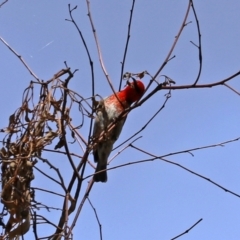 Myzomela sanguinolenta at Paddys River, ACT - 31 Jan 2021