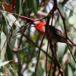 Myzomela sanguinolenta at Paddys River, ACT - 31 Jan 2021