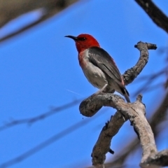 Myzomela sanguinolenta at Paddys River, ACT - 31 Jan 2021