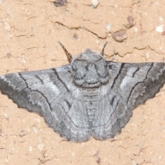 Hypobapta diffundens (Diffundens Grey) at Pollinator-friendly garden Conder - 20 Dec 2020 by michaelb