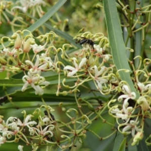 Lomatia myricoides at Mongarlowe, NSW - 30 Jan 2021