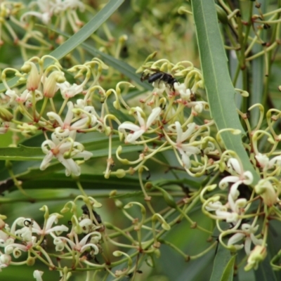 Lomatia myricoides (River Lomatia) at QPRC LGA - 30 Jan 2021 by kieranh