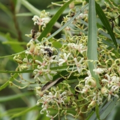 Lomatia myricoides at Mongarlowe, NSW - 30 Jan 2021