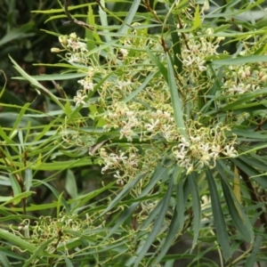 Lomatia myricoides at Mongarlowe, NSW - 30 Jan 2021