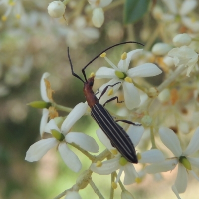 Syllitus rectus (Longhorn beetle) at Conder, ACT - 14 Dec 2020 by MichaelBedingfield