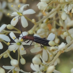 Syllitus rectus at Conder, ACT - 14 Dec 2020