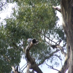 Callocephalon fimbriatum (Gang-gang Cockatoo) at Hughes, ACT - 1 Feb 2021 by MichaelMulvaney