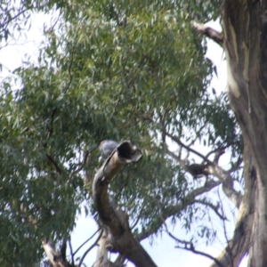 Callocephalon fimbriatum at Hughes, ACT - 1 Feb 2021