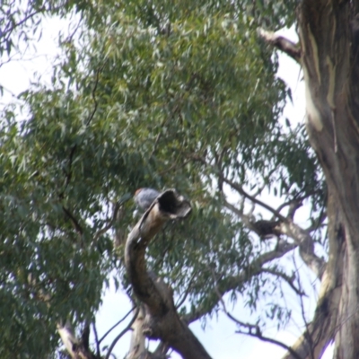 Callocephalon fimbriatum (Gang-gang Cockatoo) at Hughes, ACT - 1 Feb 2021 by MichaelMulvaney