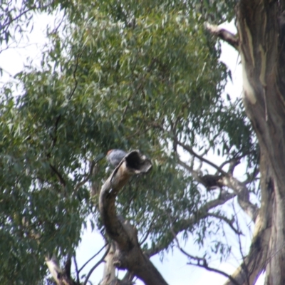 Callocephalon fimbriatum (Gang-gang Cockatoo) at Red Hill to Yarralumla Creek - 31 Jan 2021 by MichaelMulvaney