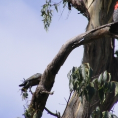 Callocephalon fimbriatum at Hughes, ACT - 1 Feb 2021