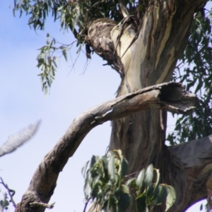 Callocephalon fimbriatum at Hughes, ACT - 1 Feb 2021