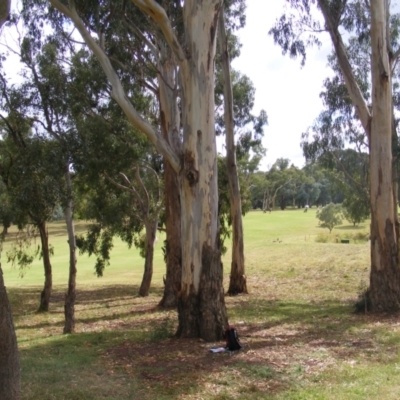 Eucalyptus globulus subsp. bicostata (Southern Blue Gum, Eurabbie) at Hughes, ACT - 1 Feb 2021 by MichaelMulvaney