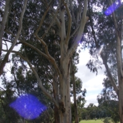 Eucalyptus globulus subsp. bicostata at Hughes, ACT - 1 Feb 2021 10:38 AM