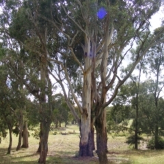 Eucalyptus globulus subsp. bicostata at Hughes, ACT - 1 Feb 2021 10:38 AM