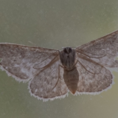 Idaea (genus) (A Geometer Moth) at Googong, NSW - 30 Jan 2021 by WHall