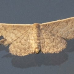 Idaea (genus) at Googong, NSW - 30 Jan 2021 06:16 PM