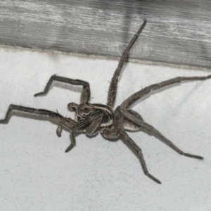 Lycosidae (family) at Googong, NSW - 30 Jan 2021