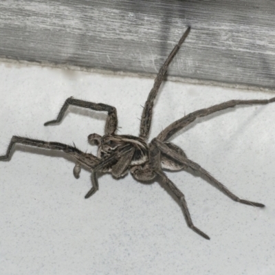 Lycosidae (family) (Unidentified wolf spider) at QPRC LGA - 30 Jan 2021 by WHall