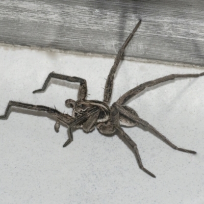 Lycosidae (family) (Wolf spider) at Googong, NSW - 30 Jan 2021 by WHall