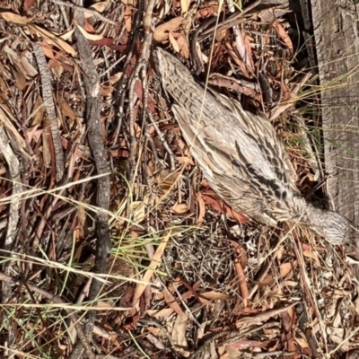 Burhinus grallarius (Bush Stone-curlew) at Forde, ACT - 31 Jan 2021 by Jenny54