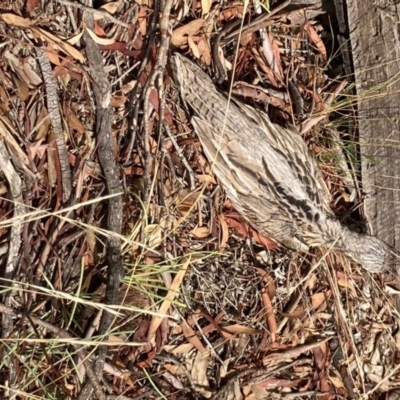 Burhinus grallarius (Bush Stone-curlew) at Mulligans Flat - 31 Jan 2021 by Jenny54