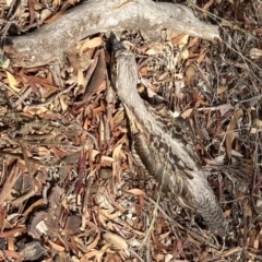 Burhinus grallarius at Forde, ACT - 1 Feb 2021