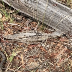 Burhinus grallarius at Forde, ACT - 1 Feb 2021