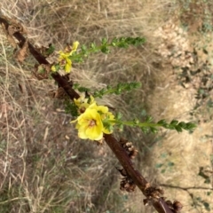 Verbascum virgatum (Green Mullein) at Forde, ACT - 31 Jan 2021 by Jenny54