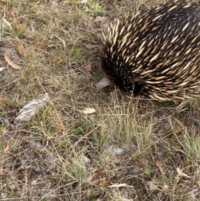 Tachyglossus aculeatus (Short-beaked Echidna) at Forde, ACT - 31 Jan 2021 by Jenny54