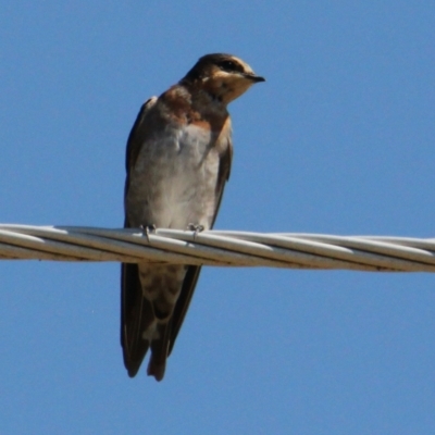 Hirundo neoxena (Welcome Swallow) at Apex Park (The Pines) - 29 Jan 2021 by PaulF