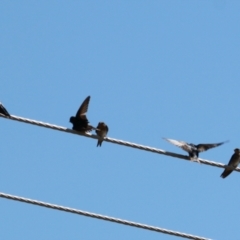 Hirundo neoxena at Albury - 30 Jan 2021