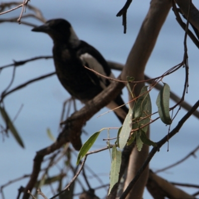 Gymnorhina tibicen (Australian Magpie) at Lake Hume Village, NSW - 29 Jan 2021 by PaulF