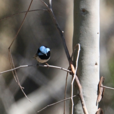 Malurus cyaneus (Superb Fairywren) at Albury - 30 Jan 2021 by PaulF