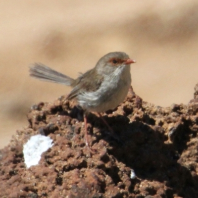 Malurus cyaneus (Superb Fairywren) at Apex Park (The Pines) - 29 Jan 2021 by PaulF