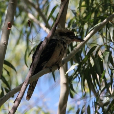 Dacelo novaeguineae (Laughing Kookaburra) at Albury - 29 Jan 2021 by PaulF