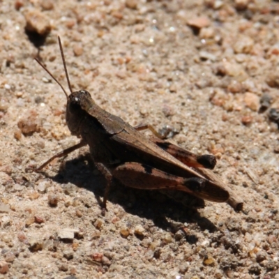 Phaulacridium vittatum (Wingless Grasshopper) at Apex Park (The Pines) - 30 Jan 2021 by PaulF