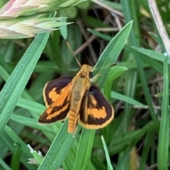 Ocybadistes walkeri (Green Grass-dart) at Albury - 1 Feb 2021 by PaulF