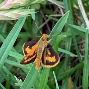 Ocybadistes walkeri at Springdale Heights, NSW - 1 Feb 2021