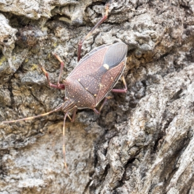 Poecilometis strigatus (Gum Tree Shield Bug) at Higgins, ACT - 23 Nov 2020 by AlisonMilton