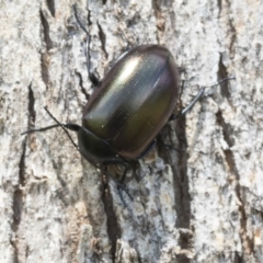 Unidentified Darkling beetle (Tenebrionidae) (TBC) at Holt, ACT - 24 Nov 2020 by AlisonMilton